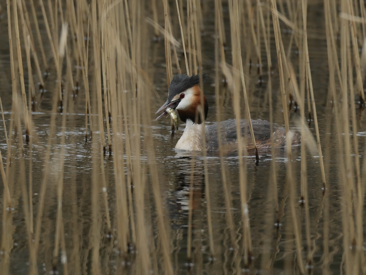 Erfolgreich gejagd