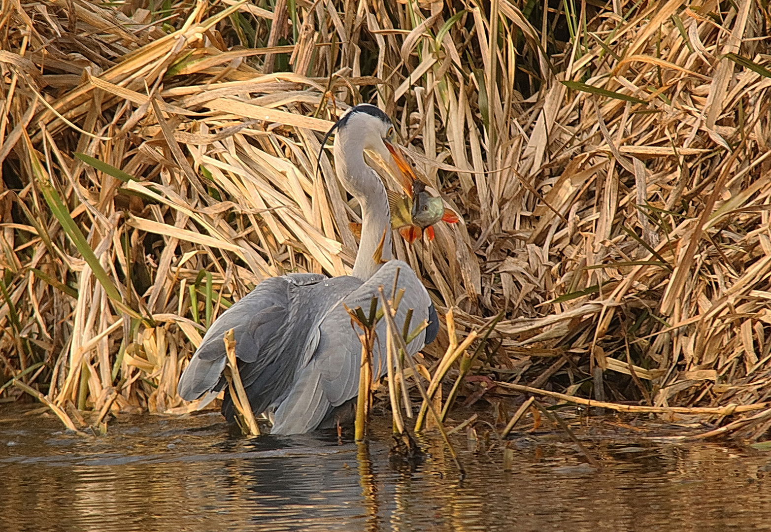 Erfolgreich gejagt 1 Foto & Bild | tiere, wildlife, wild lebende vögel Bilder auf fotocommunity