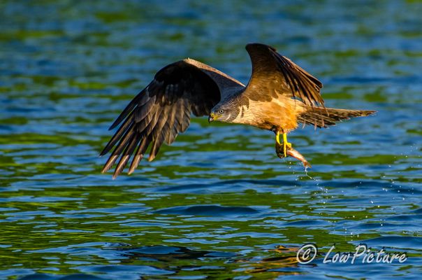 erfolgreich gejagt - Milan