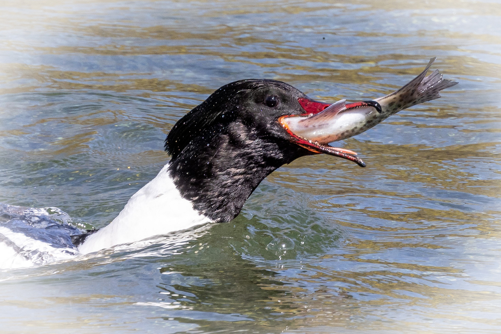 Erfolgreiche Fischjagd