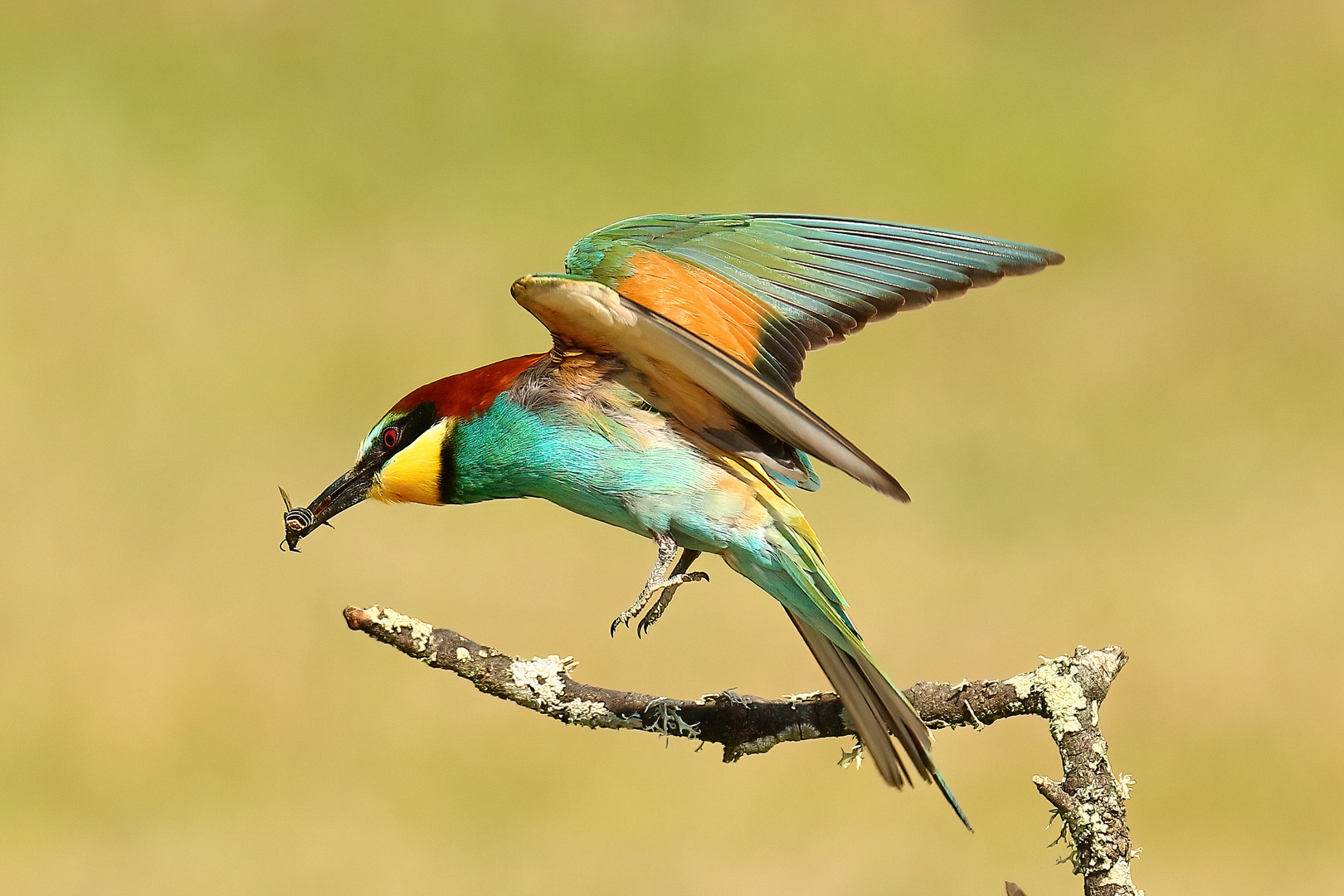 Erfolgreiche Insektenjagd