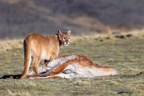 Erfolgreiche Jägerin