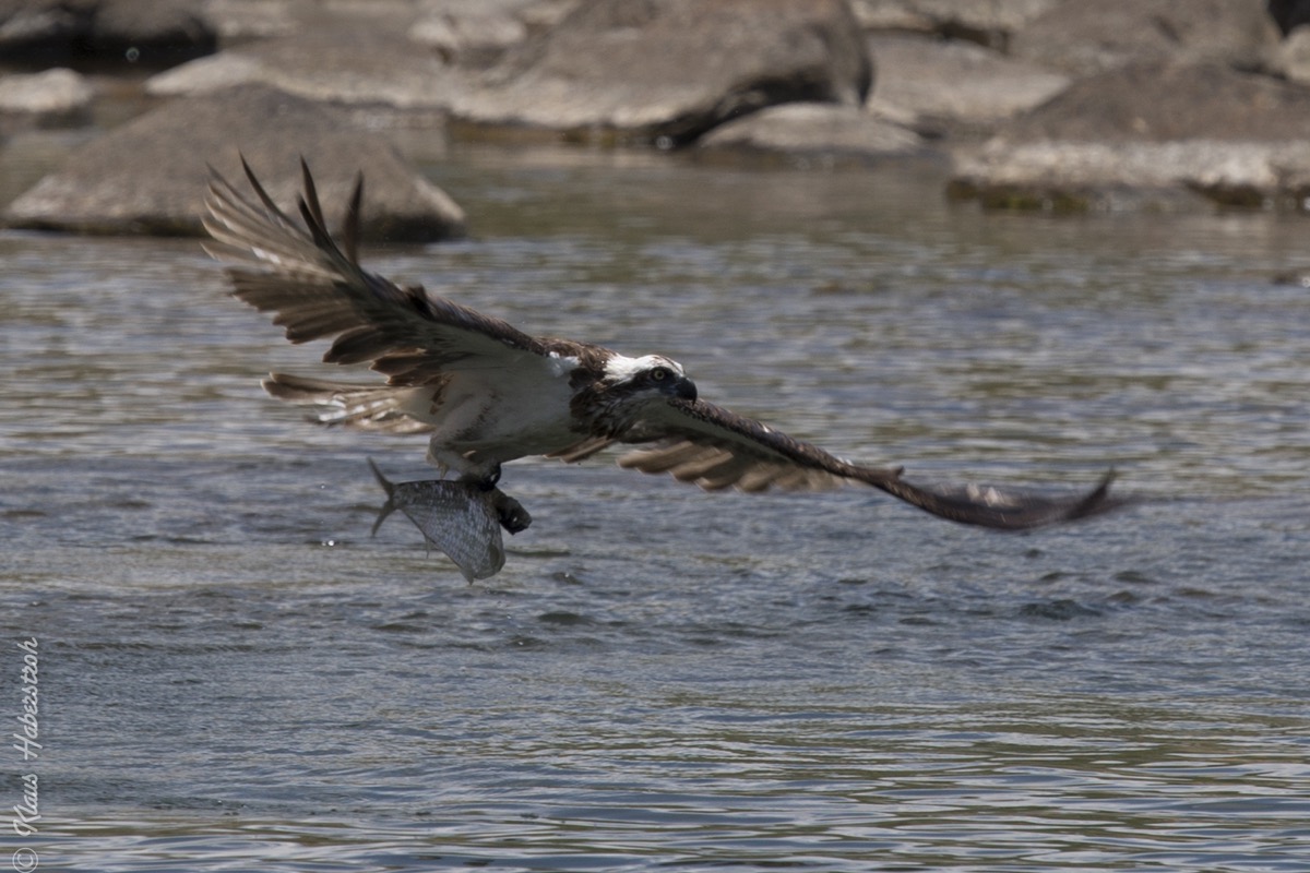 Erfolgreiche Jagd