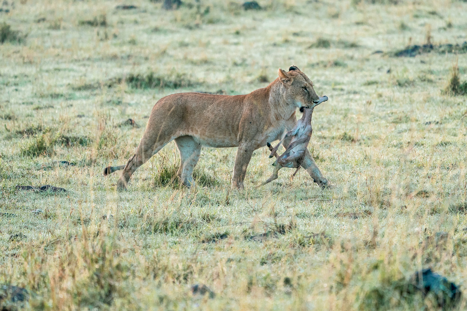 Erfolgreiche Jagd