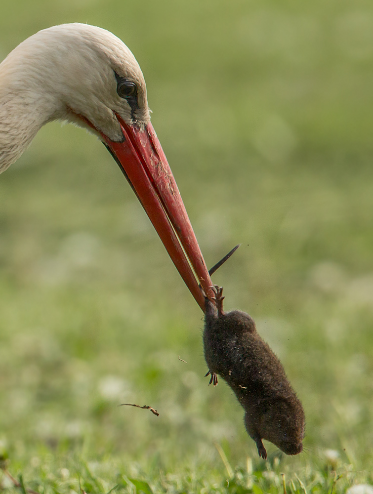 Erfolgreiche Jagd