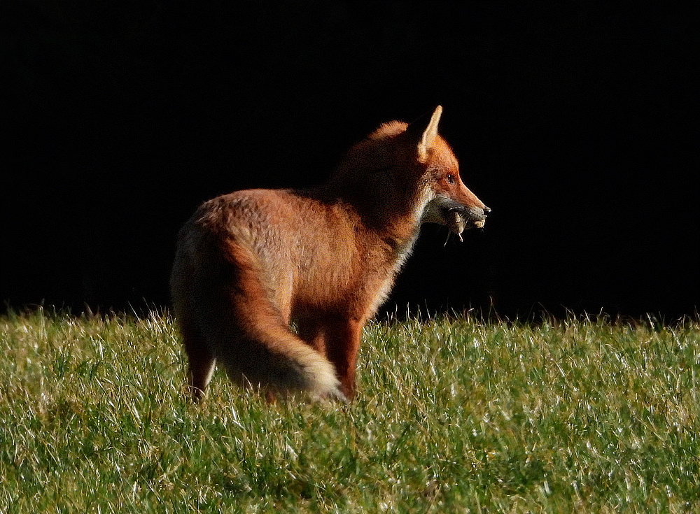 Erfolgreiche Jagd