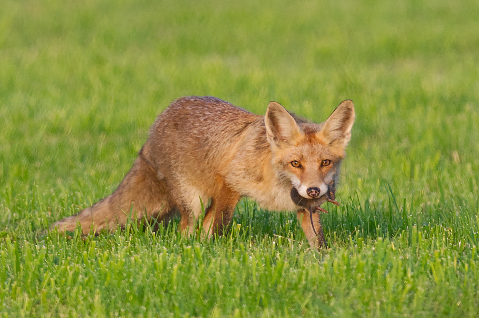 Erfolgreiche Jagd