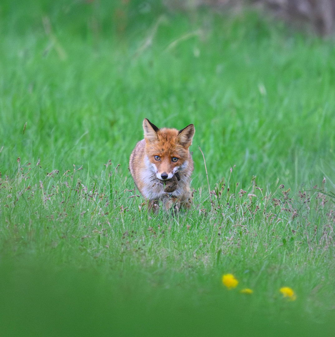 Erfolgreiche Jagd