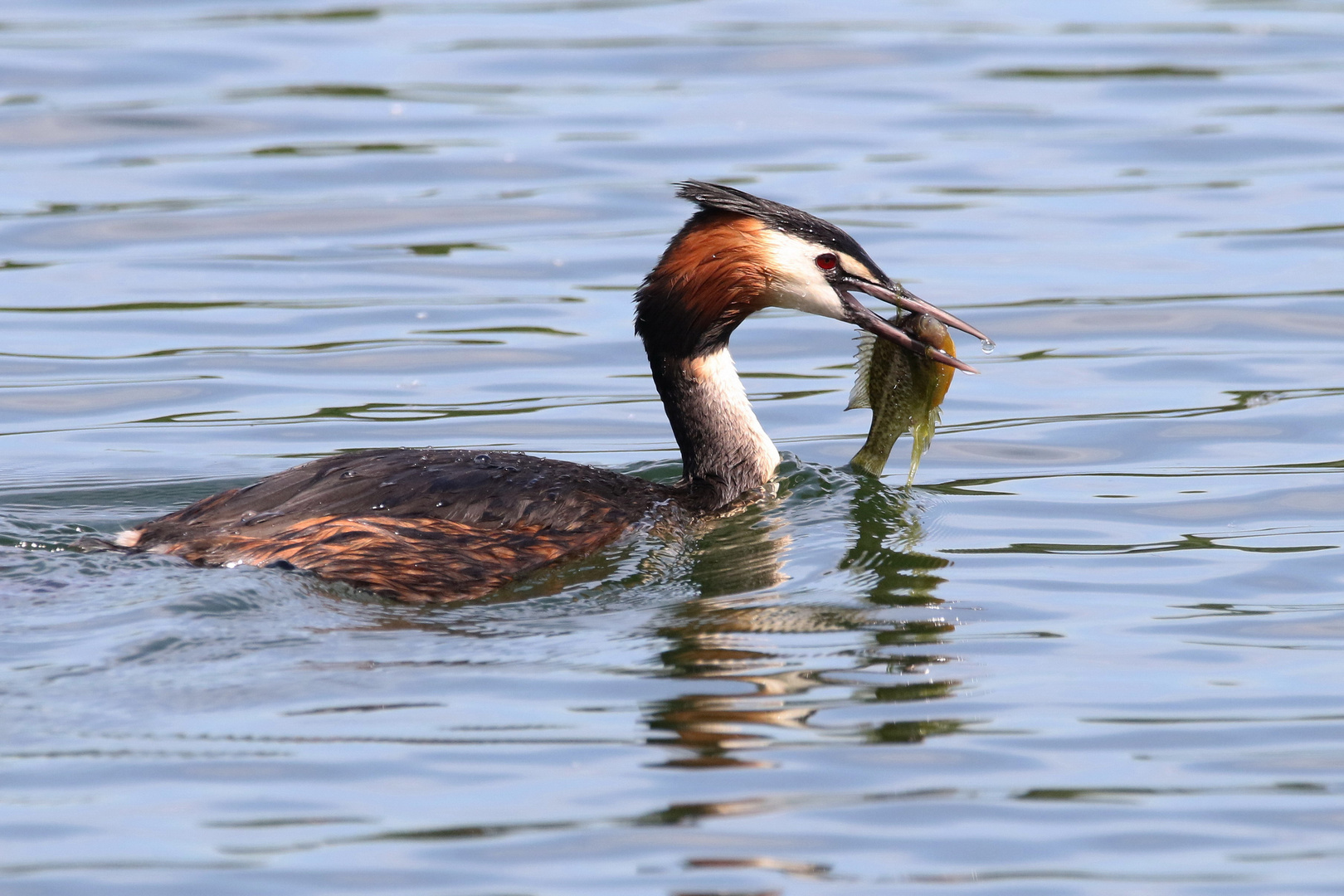 Erfolgreiche Jagd