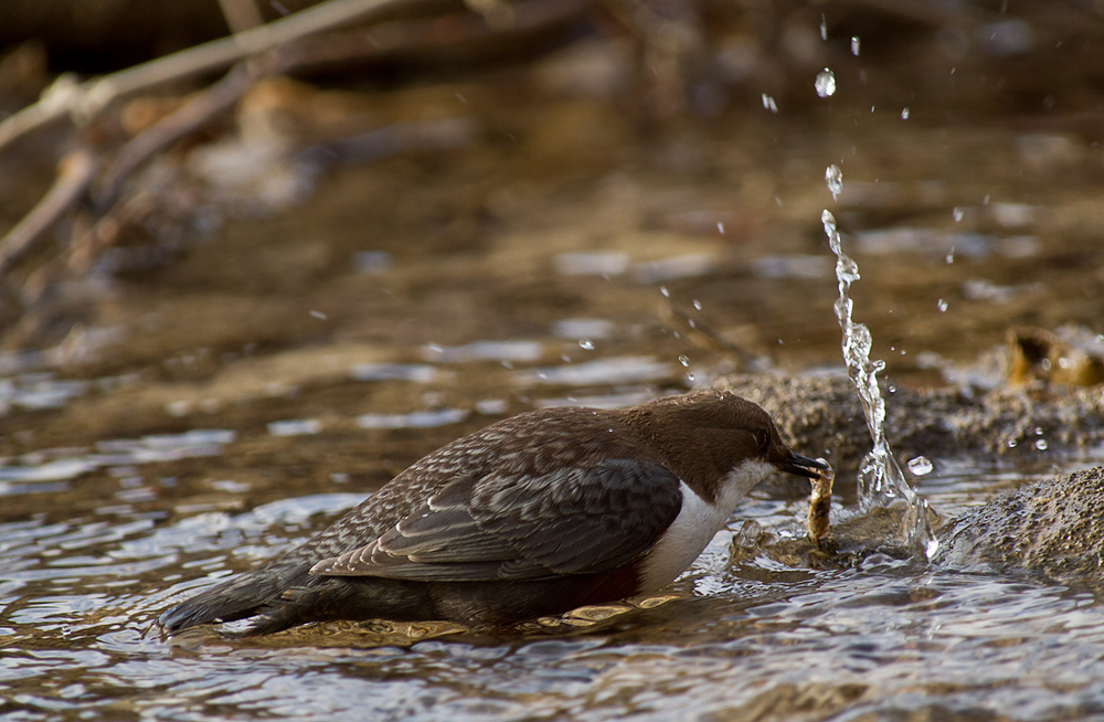 Erfolgreiche Jagd der Wasseramsel