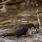 Erfolgreiche Jagd der Wasseramsel