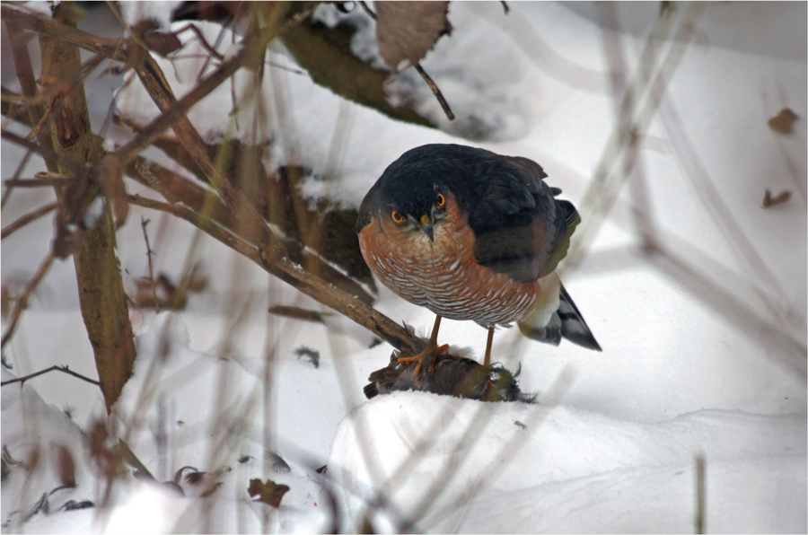 Erfolgreiche Jagd II