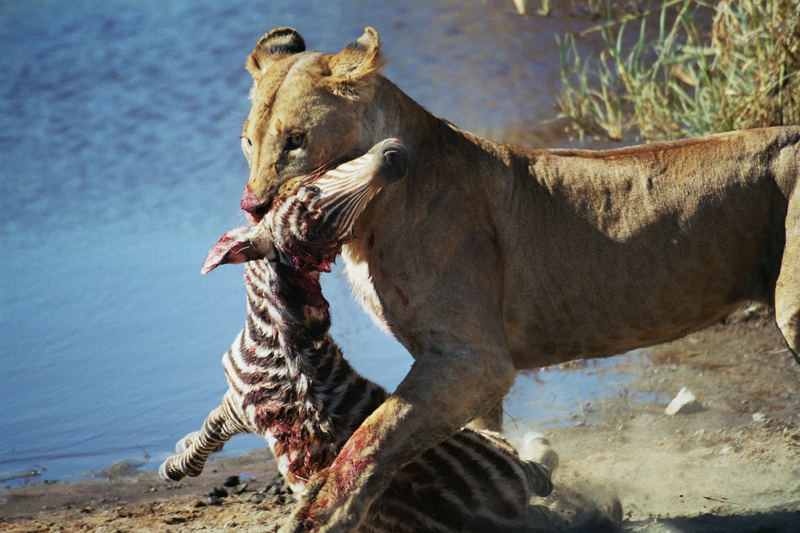 Erfolgreiche Jagd in der Serengeti