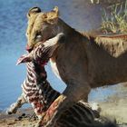Erfolgreiche Jagd in der Serengeti