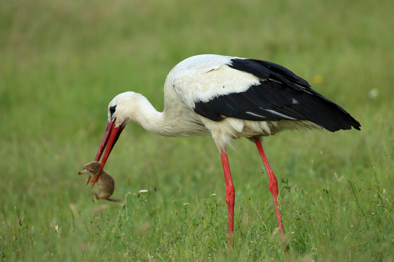 Erfolgreiche Jagd - Weißstorch mit Ziesel