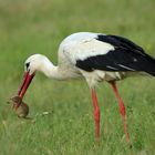 Erfolgreiche Jagd - Weißstorch mit Ziesel