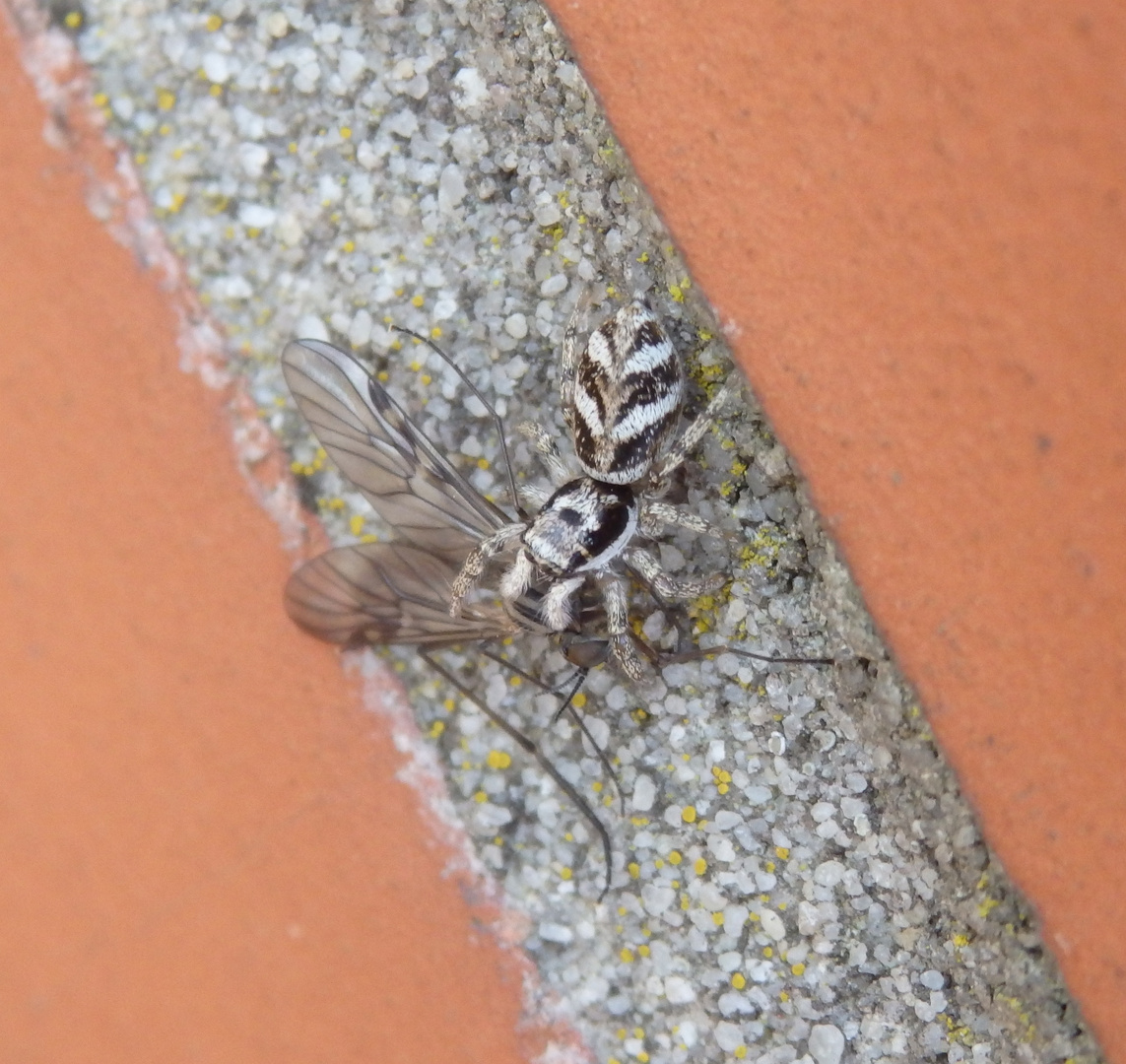 Erfolgreiche Jagd - Zebra-Springspinne auf der Hauswand