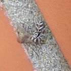 Erfolgreiche Jagd - Zebra-Springspinne auf der Hauswand