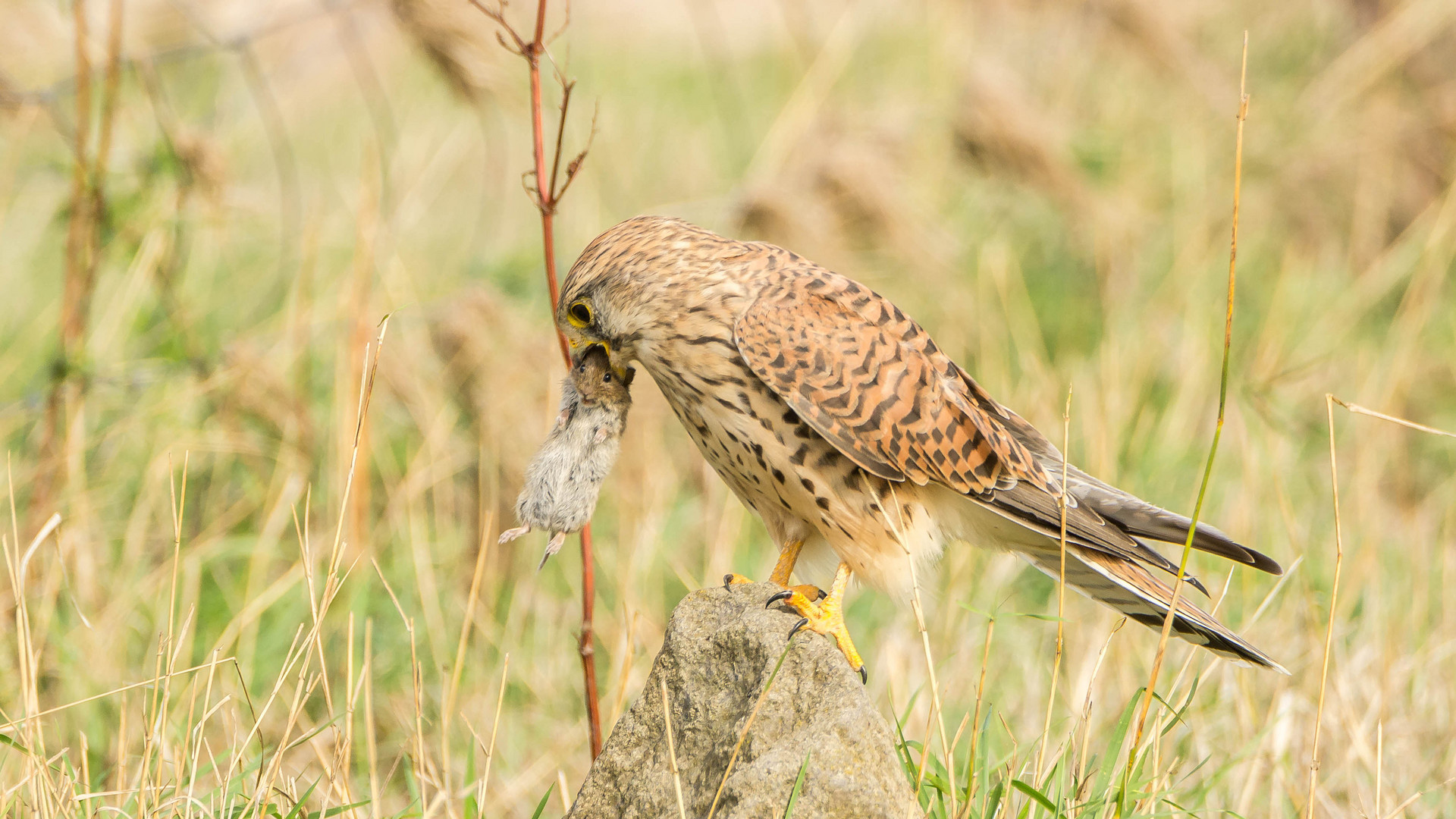 erfolgreiche Mäusejagd