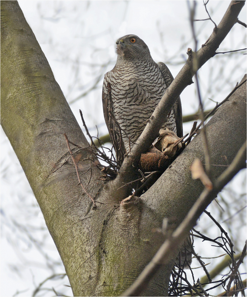 Erfolgreiche Schnepfenjagd