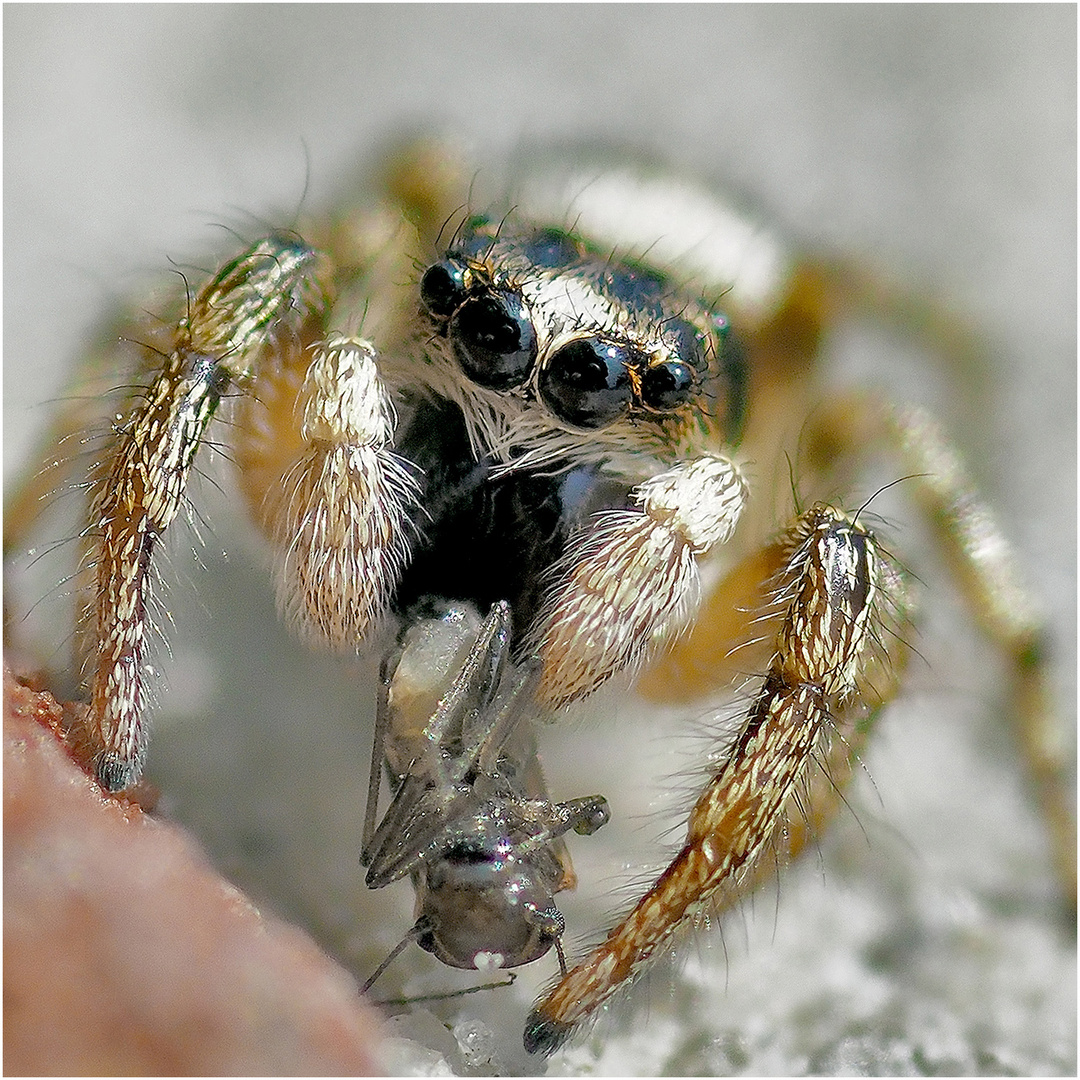 erfolgreiche Springspinne