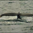 erfolgreiche waltour vor island : fluke eines buckelwals