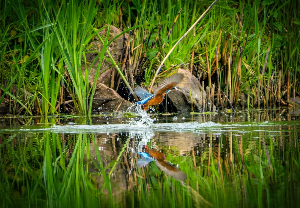 Erfolgreiche Wasserjagt 