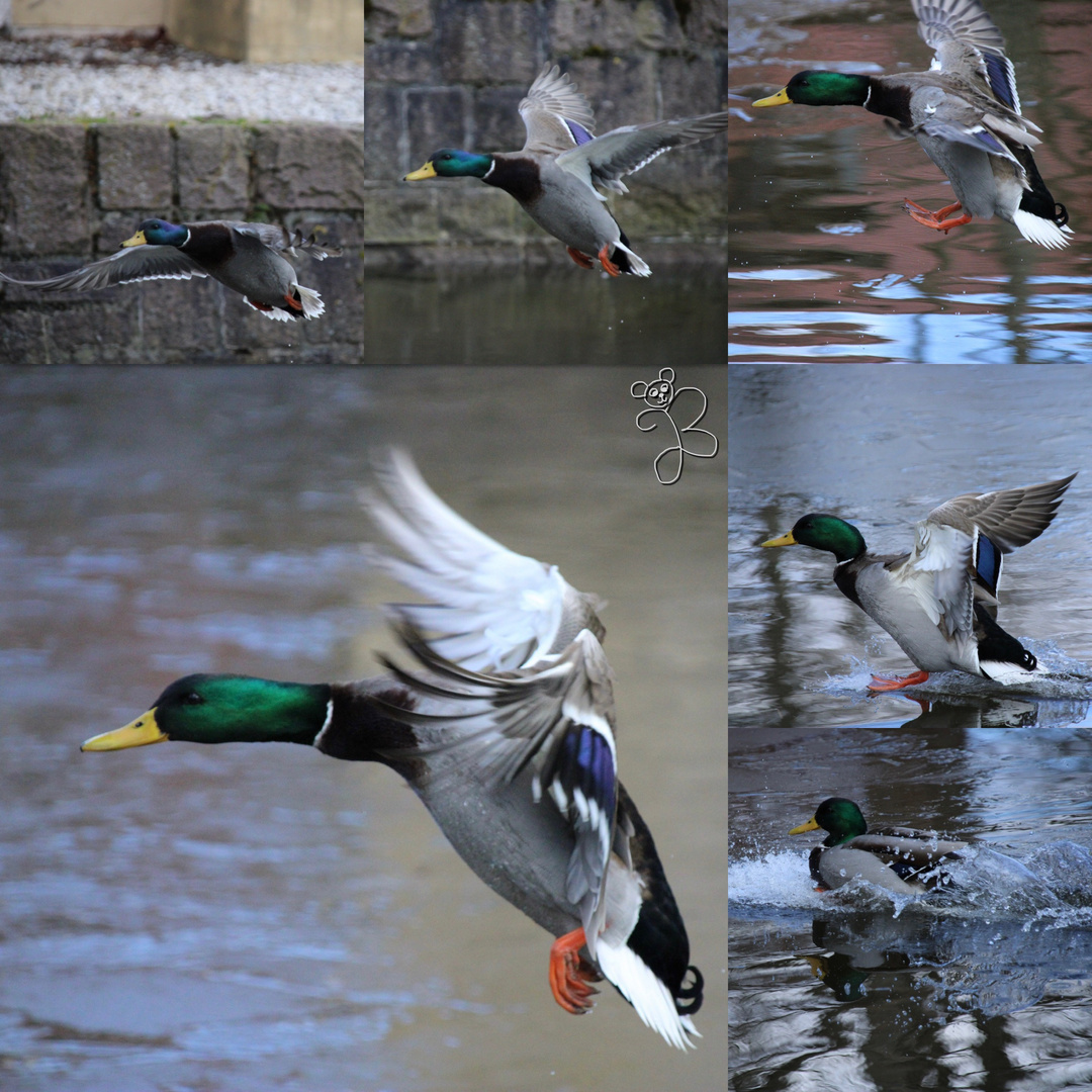 Erfolgreiche Wasserung nach elegantem Anflug