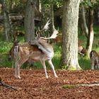 Erfolgreiche Wildbeobachtung...