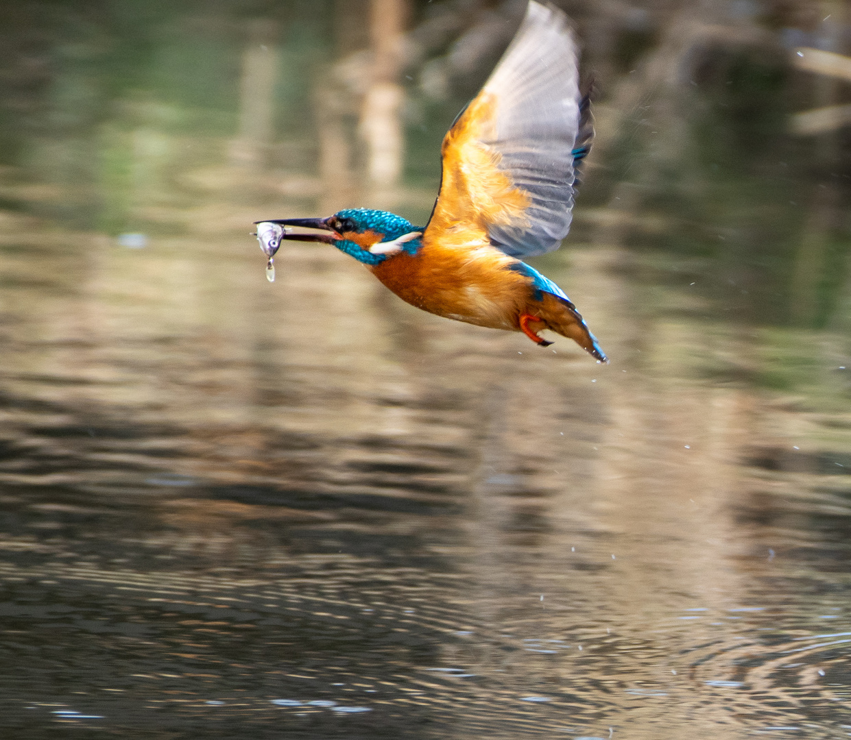 Erfolgreicher Eisvogel