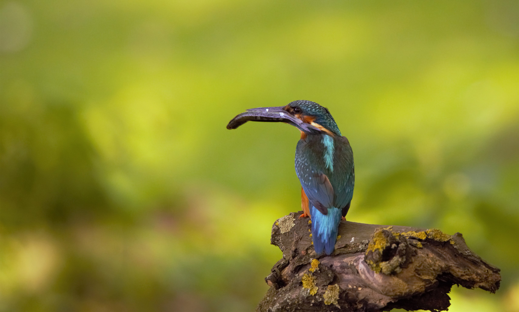 erfolgreicher -eisvogel-