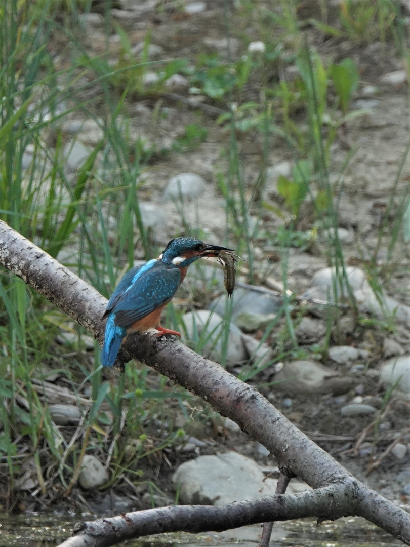 erfolgreicher Eisvogel 