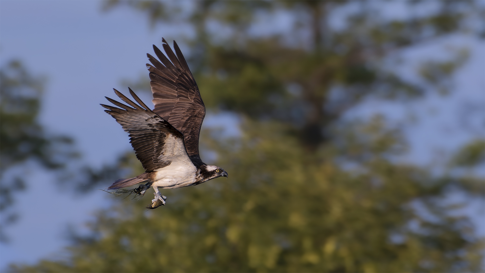 Erfolgreicher Fang... Fischadler | Pandion haliaetus