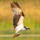 Erfolgreicher Fischadler  in der Feldberger Seenlandschaft