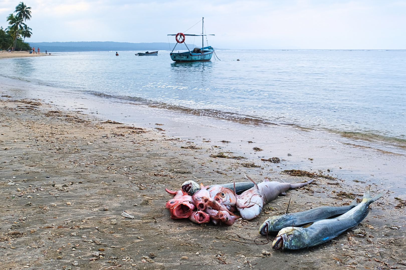 Erfolgreicher Fischfang