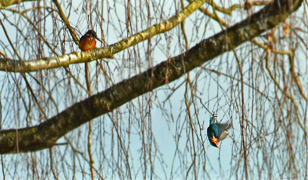 Erfolgreicher Fischfang (Dokubild Eisvogel)