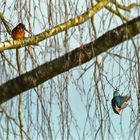 Erfolgreicher Fischfang (Dokubild Eisvogel)