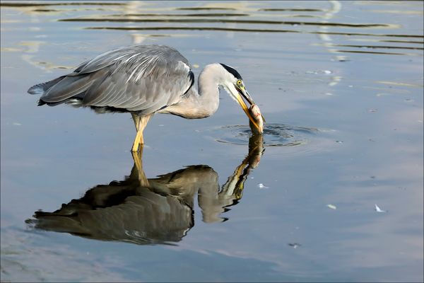 Erfolgreicher Fischreiher