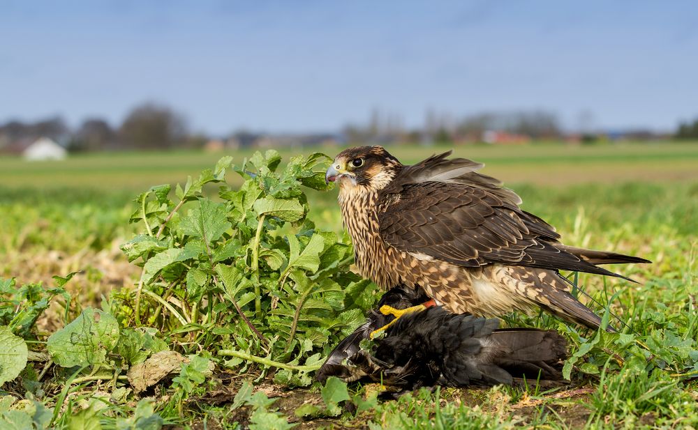 Erfolgreicher Flug