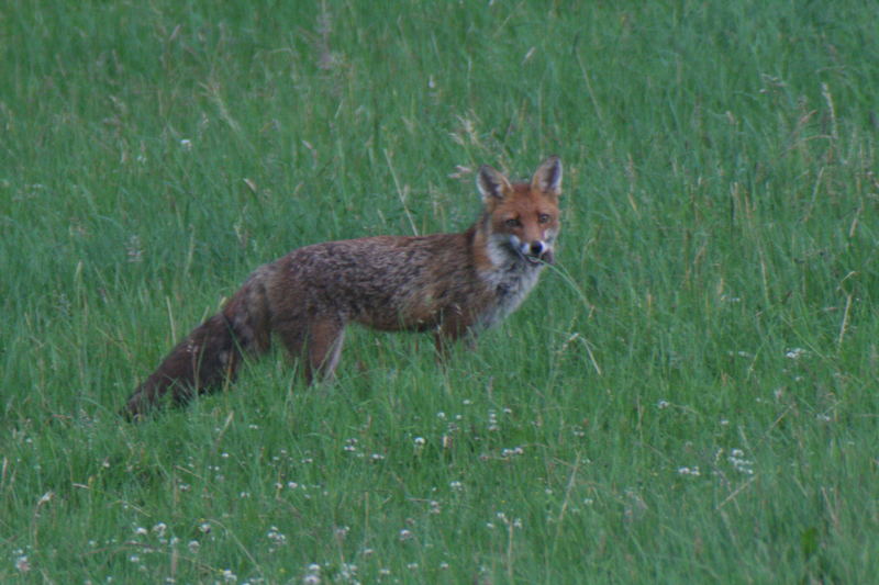 Erfolgreicher Fuchs