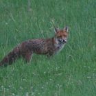 Erfolgreicher Fuchs