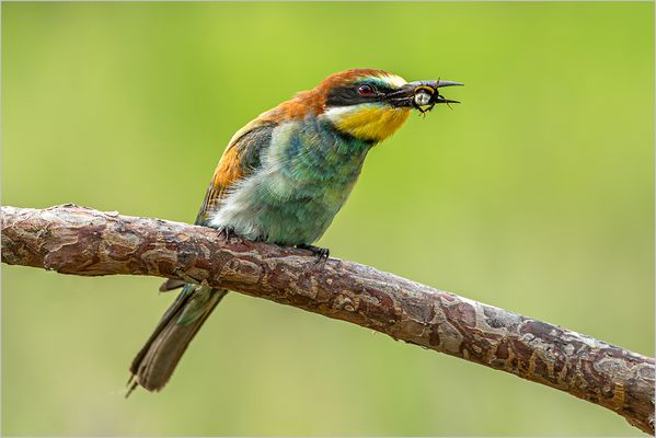 Erfolgreicher Jäger