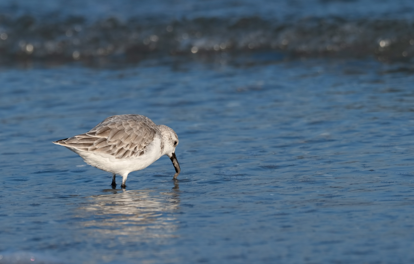 Erfolgreicher Jäger  -  Sanderling