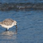 Erfolgreicher Jäger  -  Sanderling