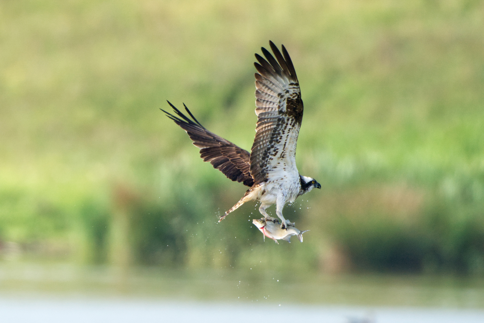 Erfolgreicher Jagdflug