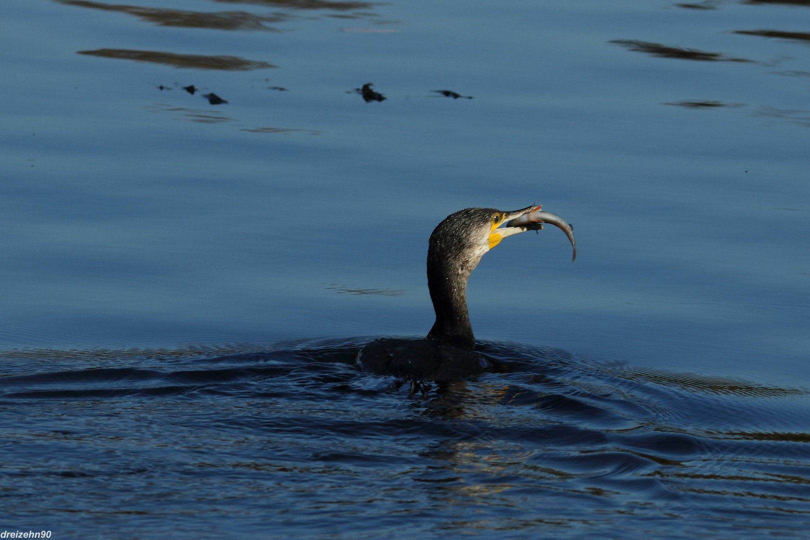 Erfolgreicher Kormoran