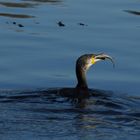 Erfolgreicher Kormoran