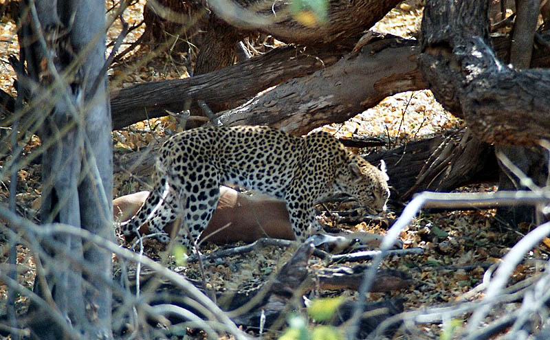 Erfolgreicher Leopard