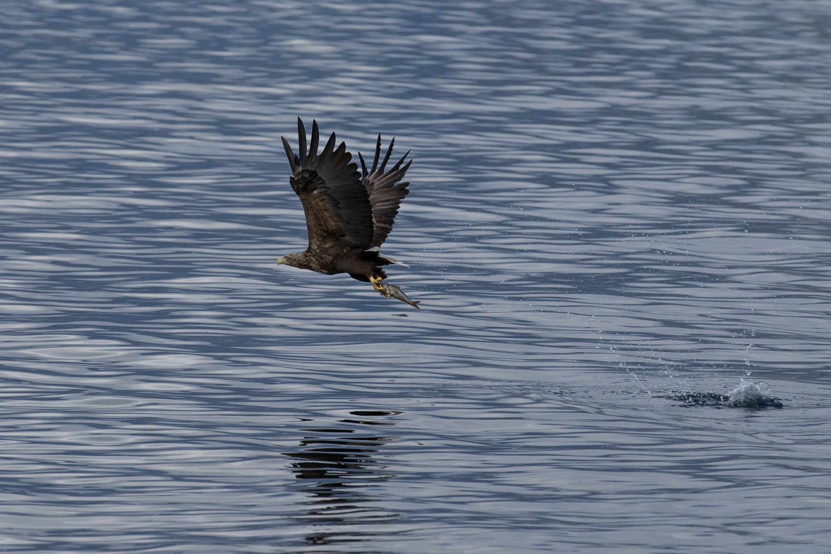 Erfolgreicher Seeadler