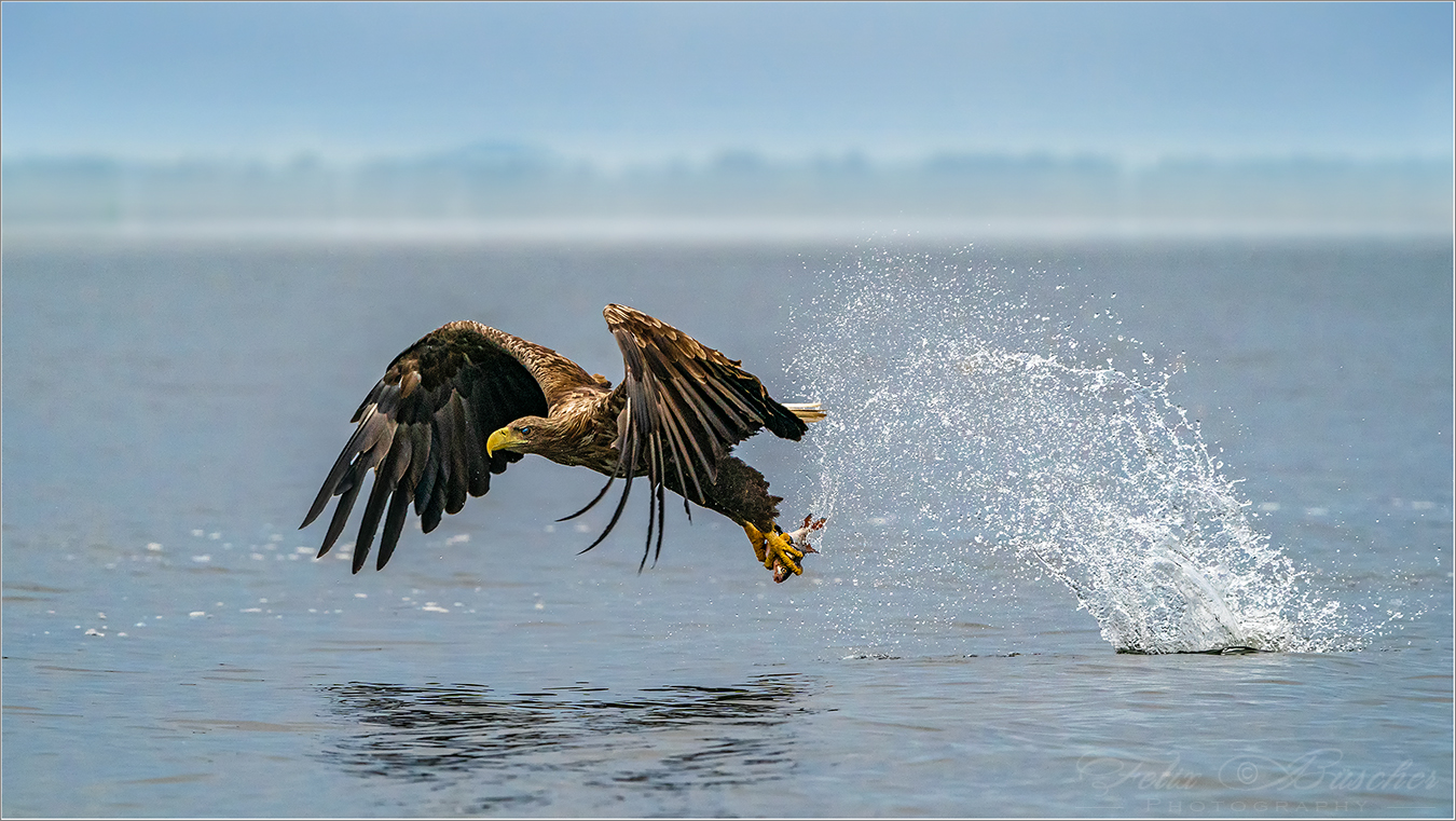 Erfolgreicher Seeadler